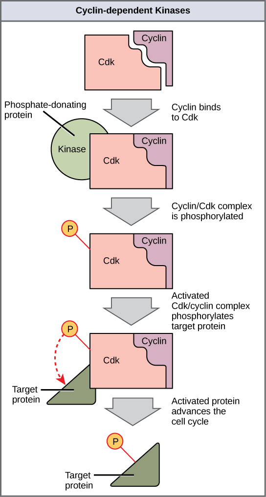 Cell Cycle Cyclin Dependent kinases openstax.org