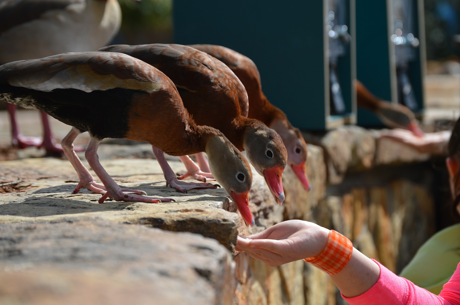 English Grammar Feeding Ducks StudySmarter